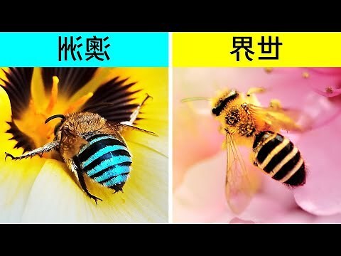 蜜蜂 象徵